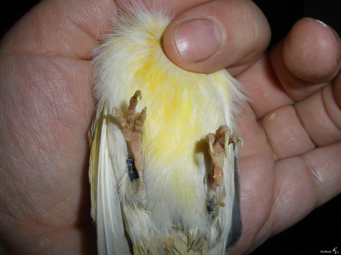 Канарейка лапы Кнемидокоптоз