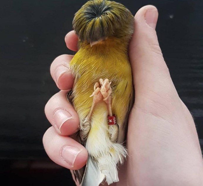 Нежные канарейки