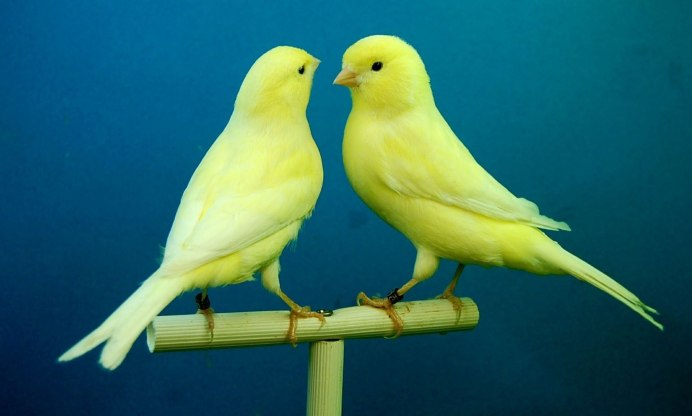 Канадская канарейка