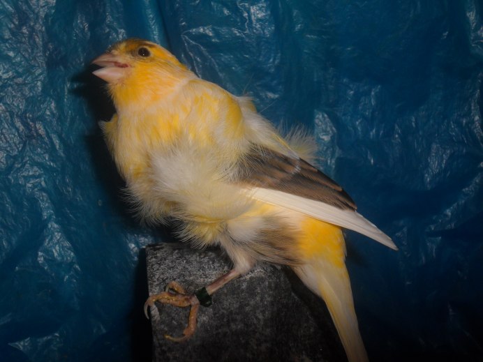 Курчавый кенар