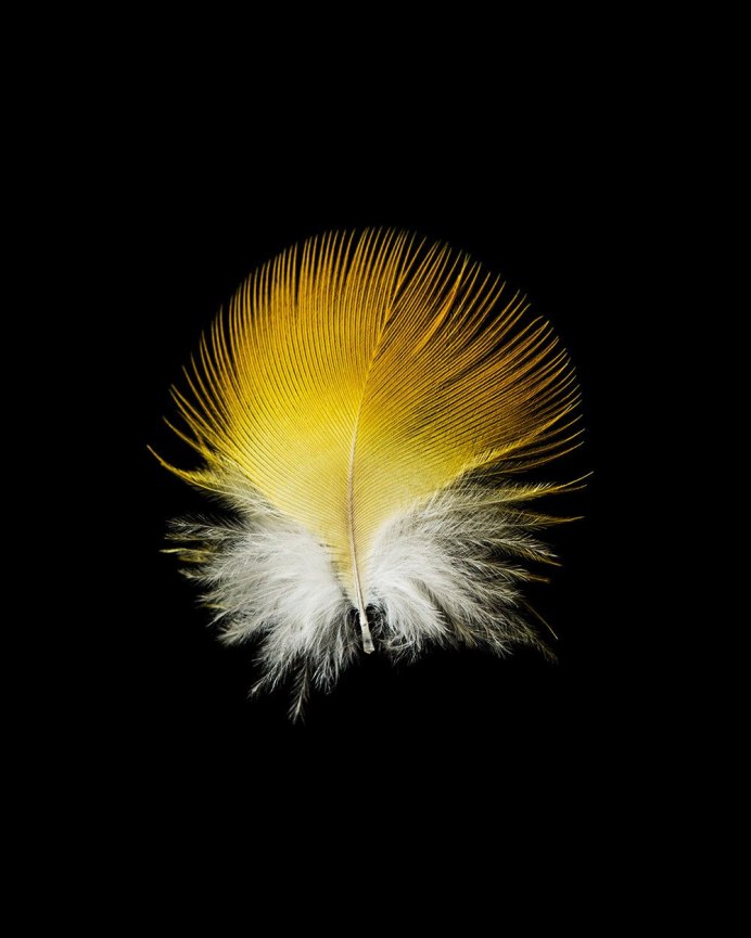 Перо диджитал