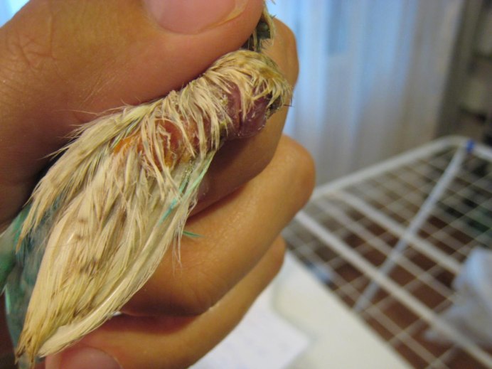 Вывих крыла у попугая