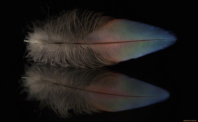 Краснофакторная канарейка