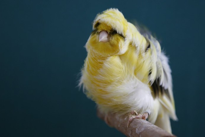 Оранжевый кенар