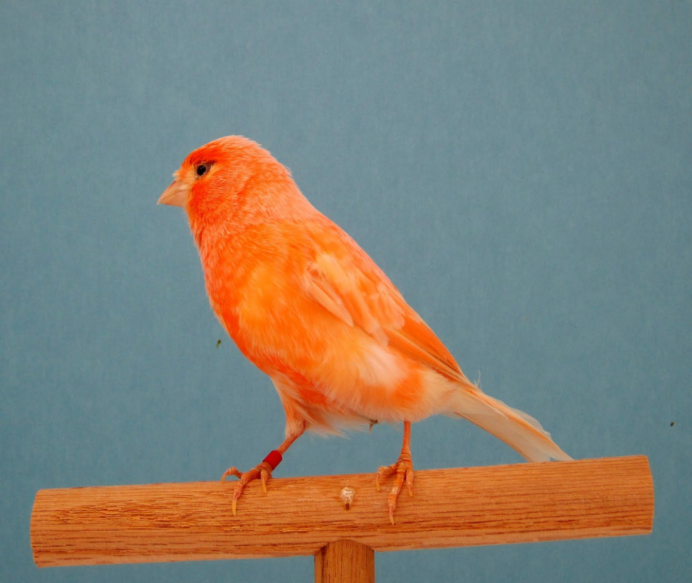 Куриные перья