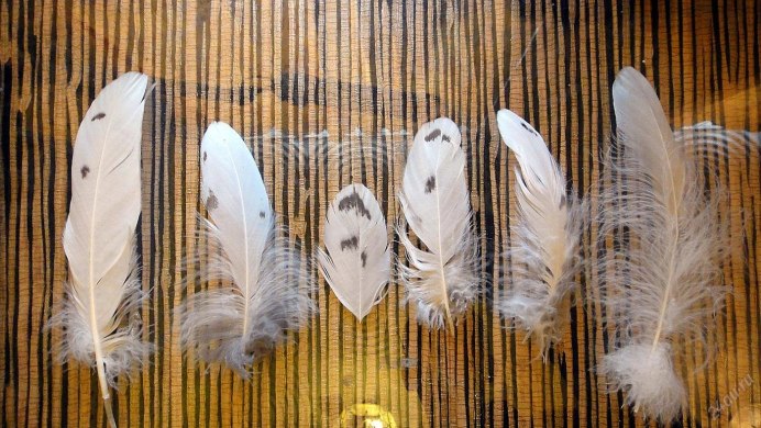 Перо Совы Сипухи