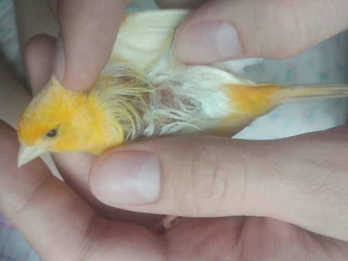 Кенар линяет