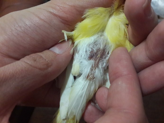 Канарейка пухопероеды