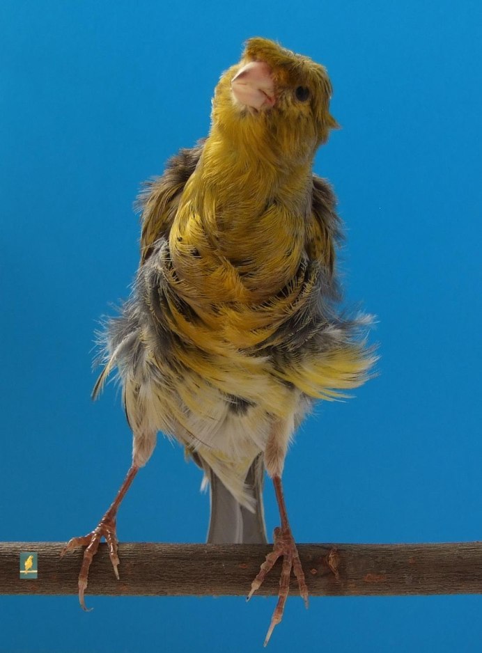 Курчавая канарейка Фиорино