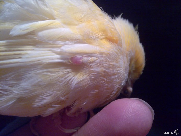 Канарейка Крылья