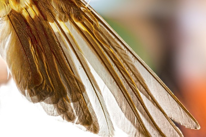 Канарейка Огненная