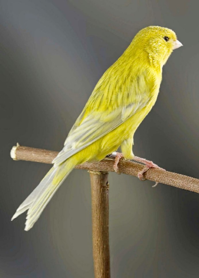 Перо на оранжевом фоне