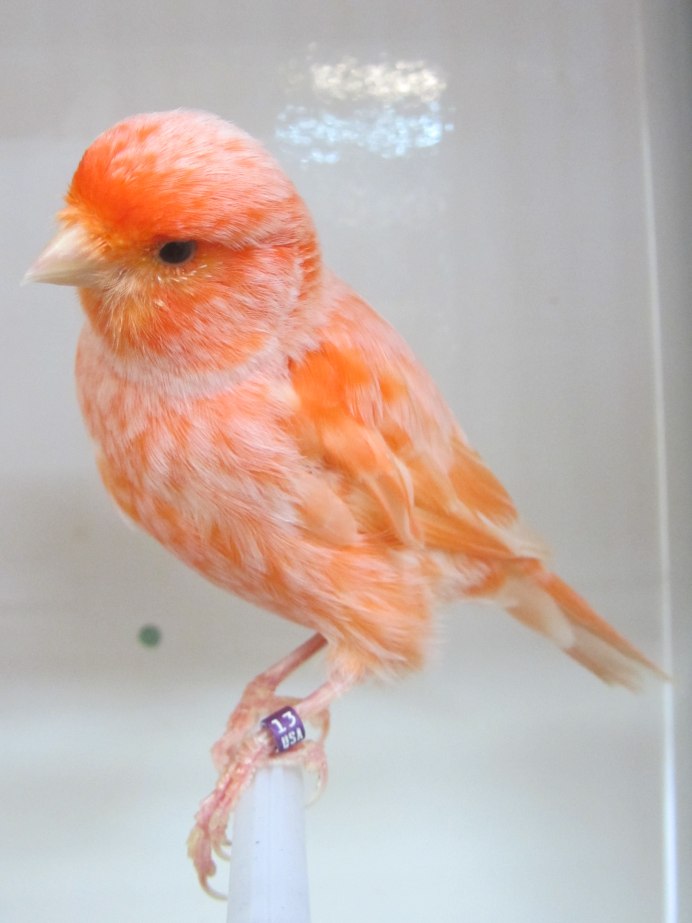 Канарейка полосатая