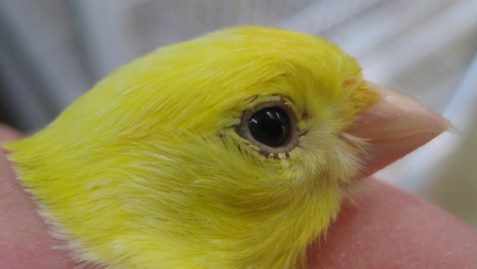 Канарейка Глостер