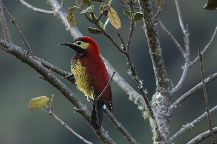 Piculus chrysochloros