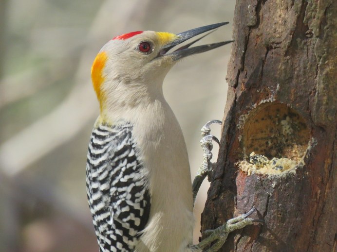 Picus viridis (зеленый дятел)