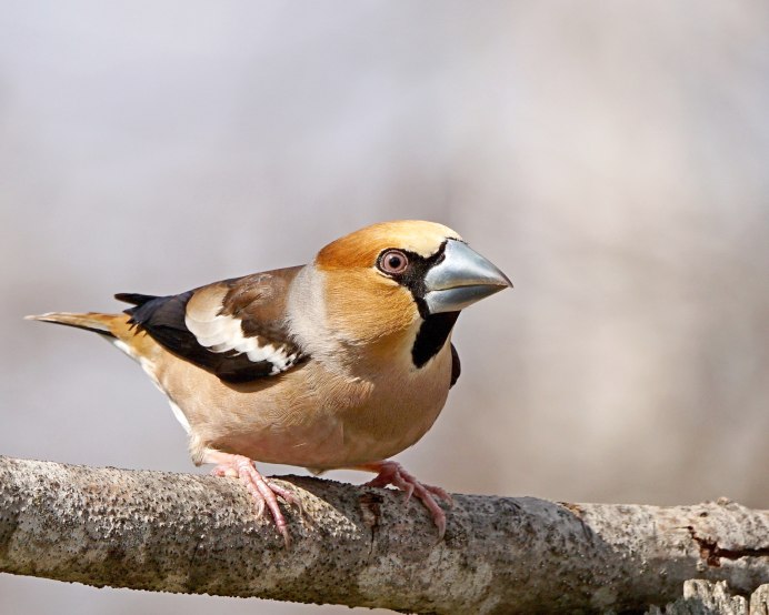 Обыкновенный Дубонос