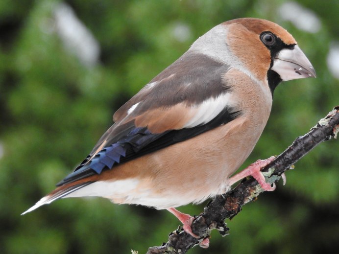 Клест Дубонос розовый