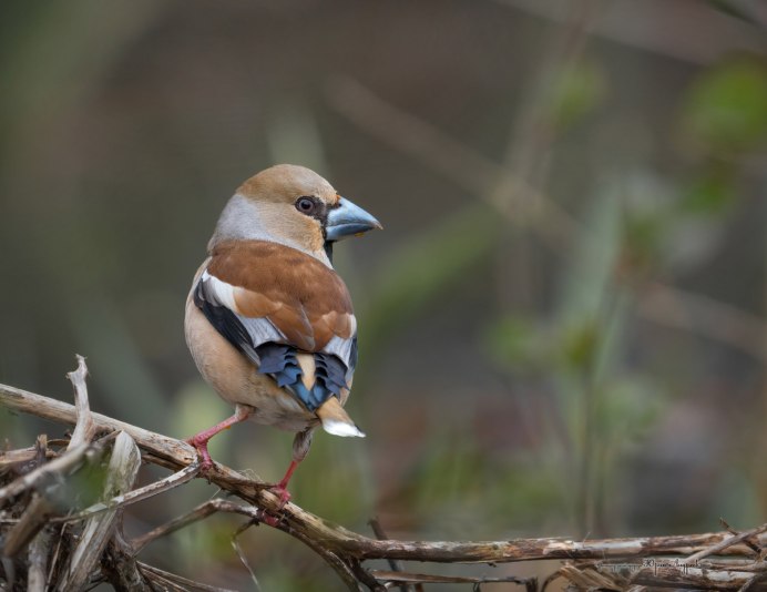 Дубонос обыкновенный птица