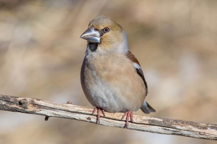 Птицы Орловской области