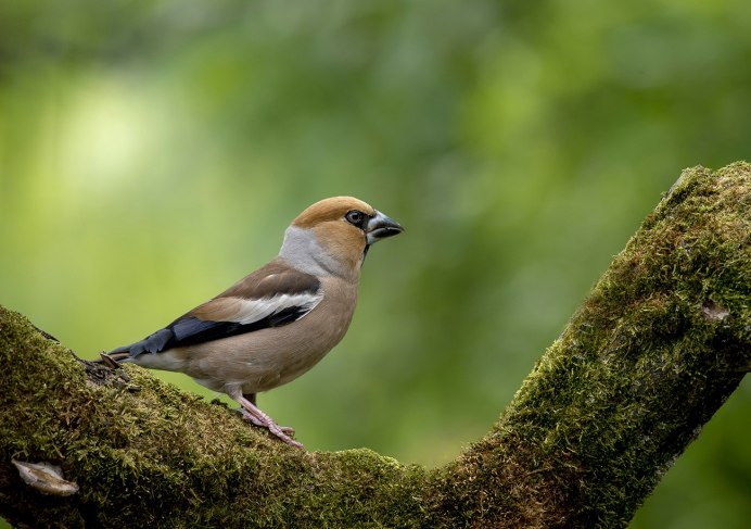 Дубонос зеленый