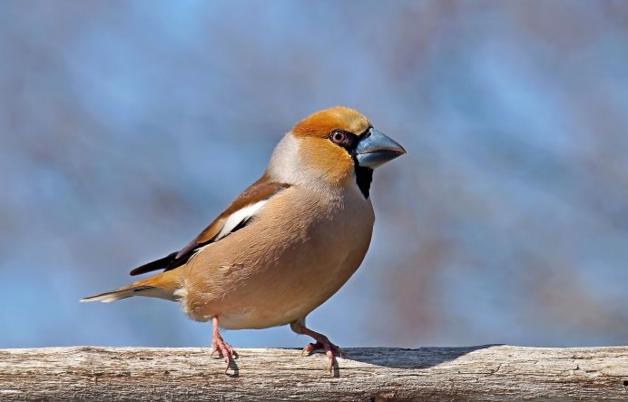 Обыкновенный Дубонос самка