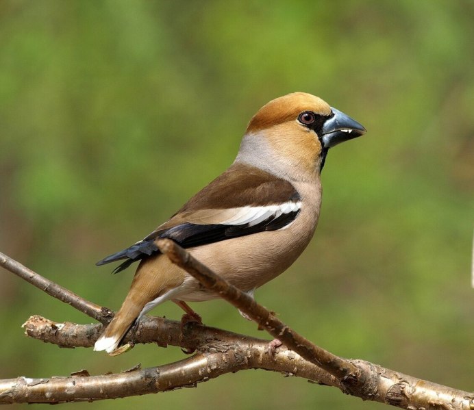 Зяблик Дубонос