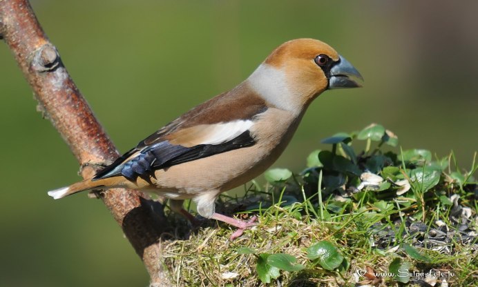 Дятел Дубонос