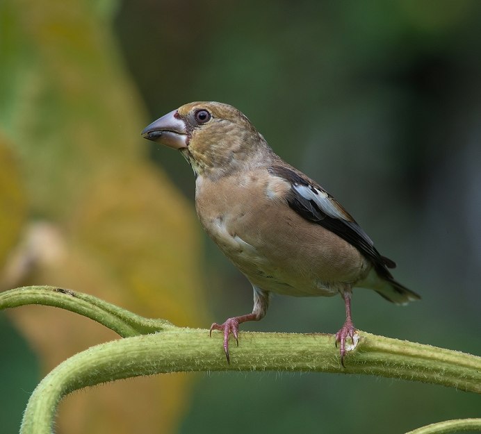 Обыкновенный Дубонос