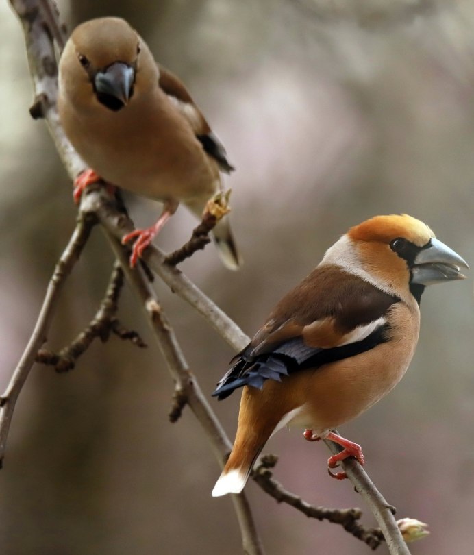 Птицы Европы фото