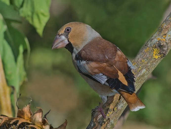 Обыкновенный Дубонос самец