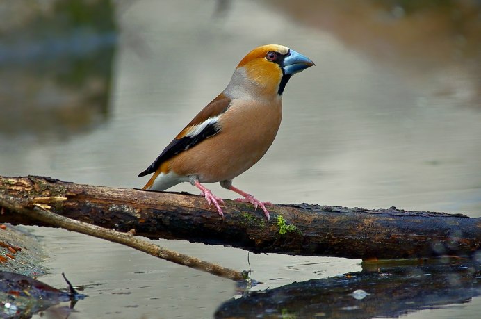 Бонинский Дубонос вымерший