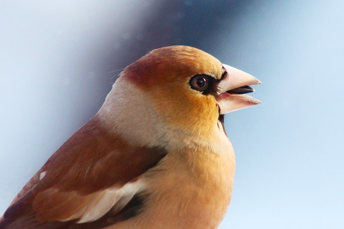 Дубонос питание