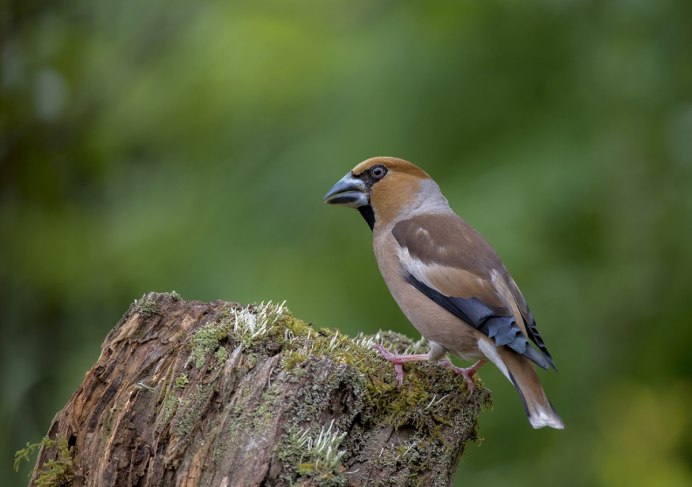 Клест Дубонос