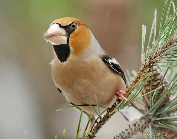 Дубонос Кардинал