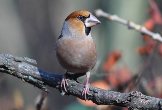 Дубонос coccothraustes coccothraustes