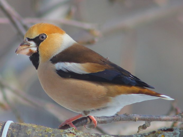 Птичка Дубонос