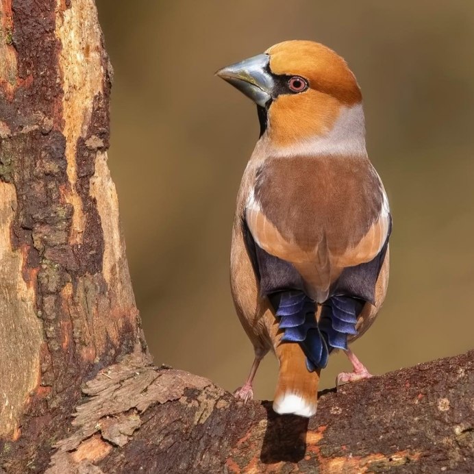 Дубонос зеленовато серый
