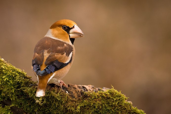 Зелёно-серый пестрый Дубонос