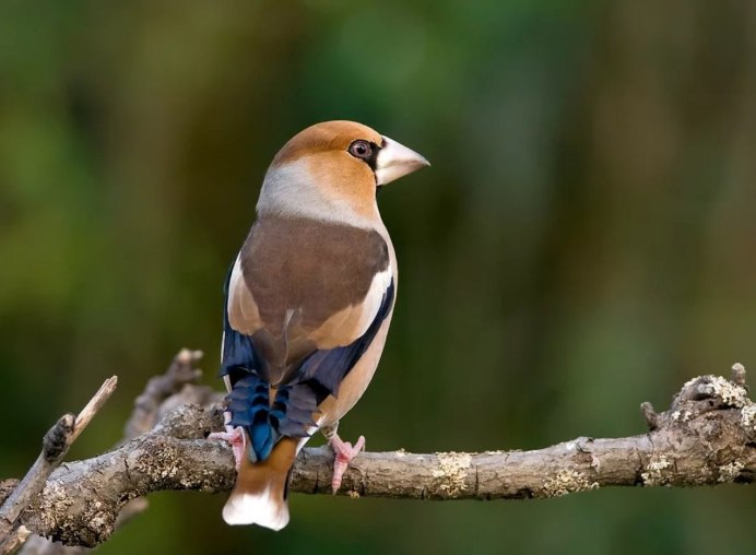 Обыкновенный Дубонос самец и самка