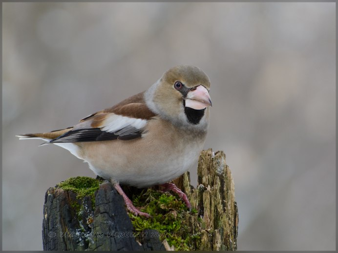 Обыкновенный Дубонос зимой