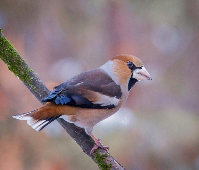 Щегол Дубонос