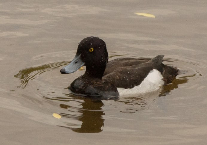 Lesser Scaup