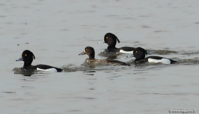 Aythya affinis