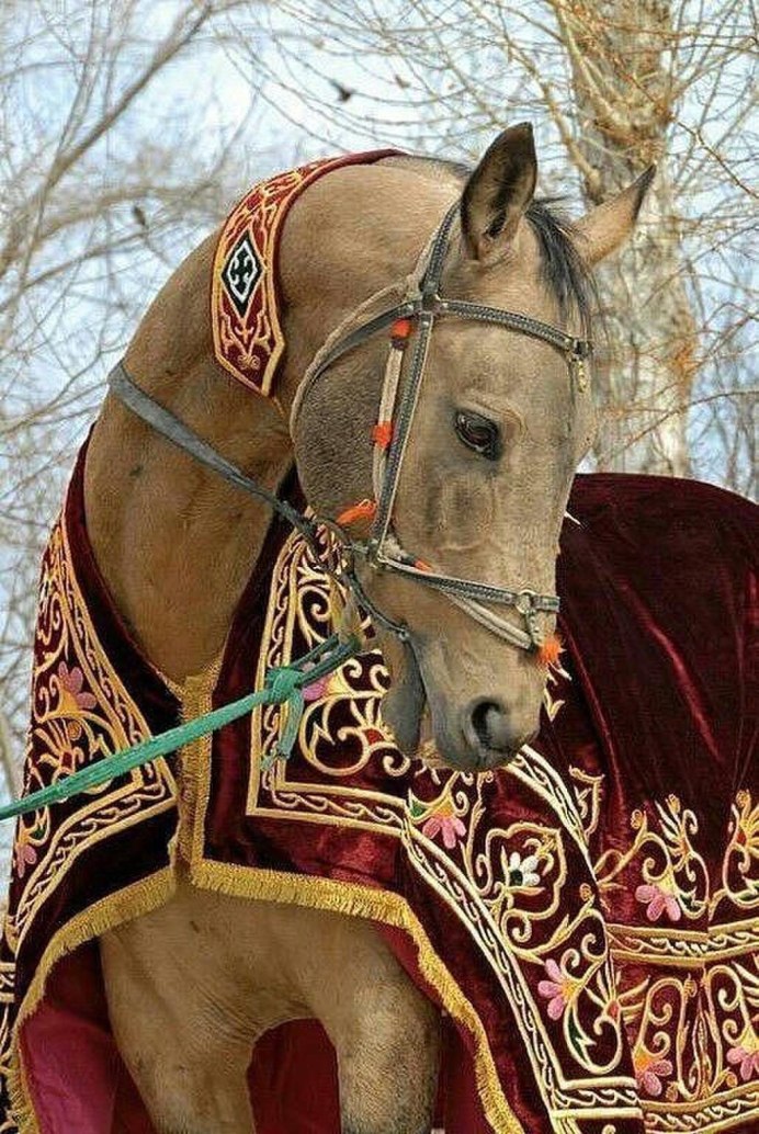Пегий ахалтекинец