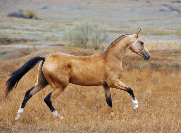 Ahalteke Horse Farm stud