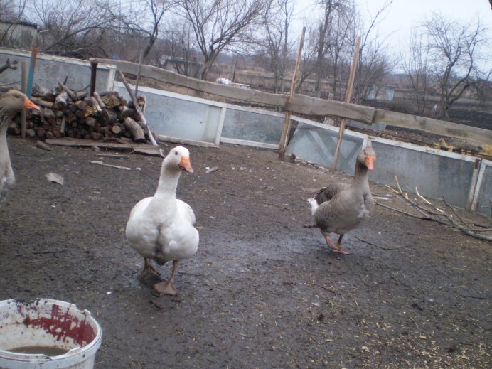 Белые Тулузские гуси