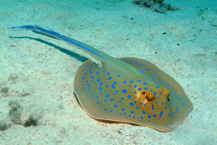 Скаты в Азовском море