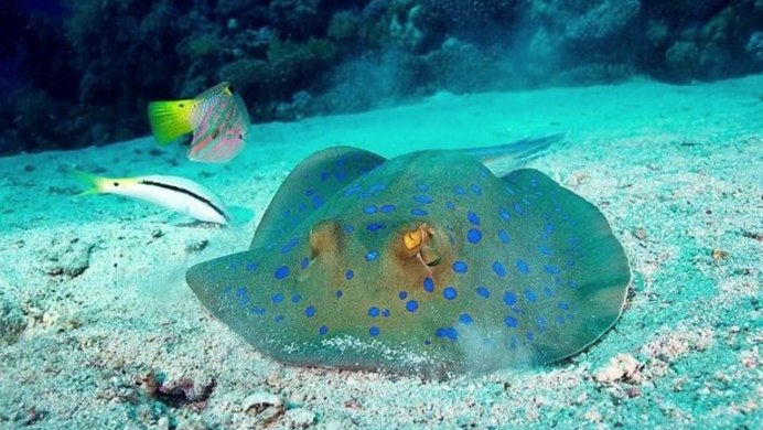 Рыбки красного моря Скат