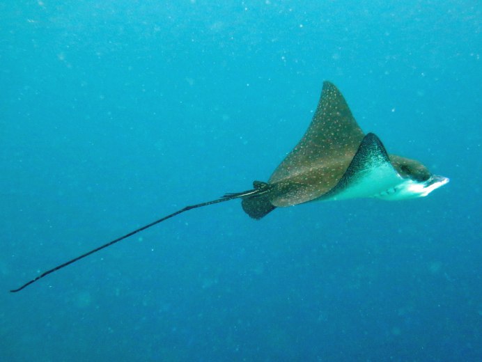 Скат-хвостокол (Whiptail Stingray)